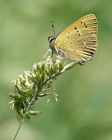 scarce copper